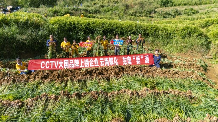 墨江象鼻村生姜大丰收！从莳植、施肥到采摘，云南解化全程“呵护”